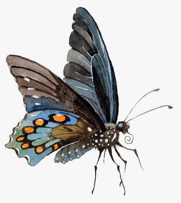 卡通手绘文艺简约蝴蝶动物插画设免抠