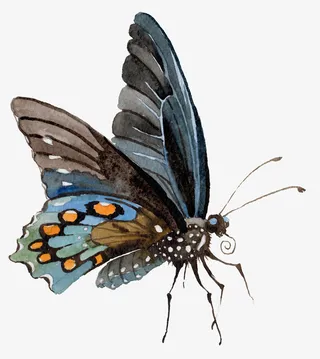 卡通手绘文艺简约蝴蝶动物插画设免抠