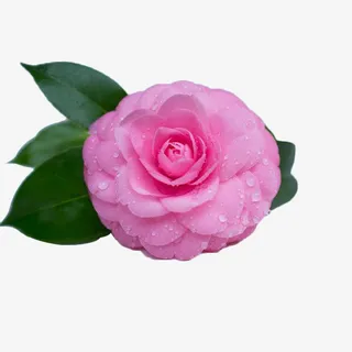 一朵盛开的红色山茶花配图免抠免抠