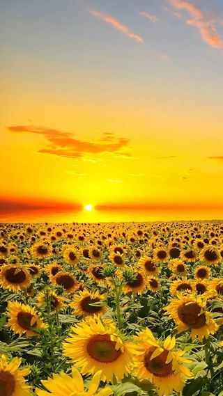 日出盛开向日葵风景H5背景高清