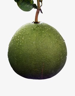 枝头的柚子免抠