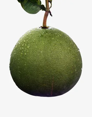 枝头的柚子免抠