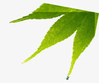 绿色春天树叶植物免抠