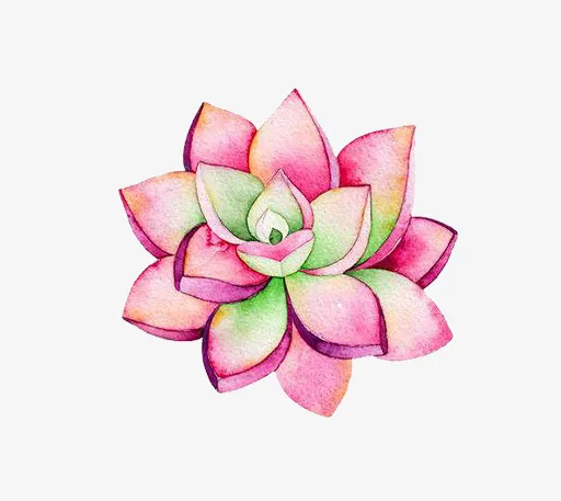 小清新插画广告设计卡通多肉盆栽免抠