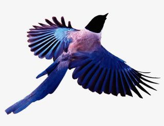 免抠手绘七夕喜鹊免抠