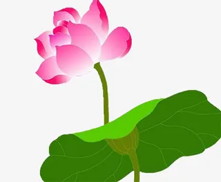 荷花荷叶矢量画简笔画装饰元素免抠