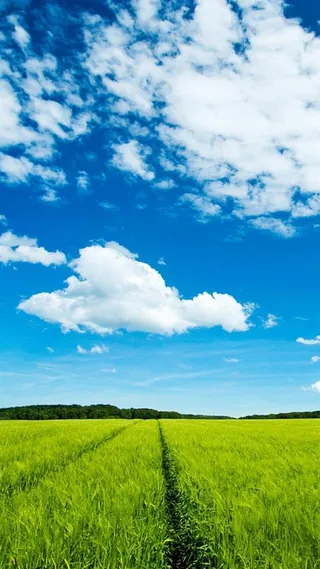 蓝天稻田H5背景高清