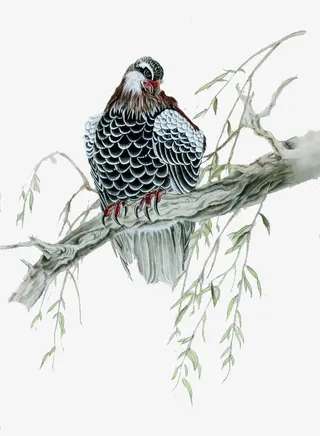 树枝上的老鹰免抠