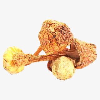 松茸 云南特产   天然 无添加免抠