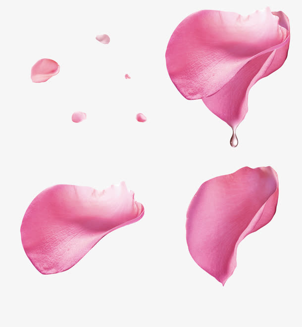 粉色玫瑰花花瓣漂浮素材免抠