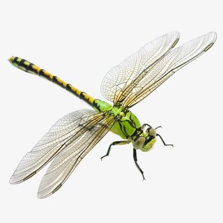 蜻蜓png免扣素材，，免抠动植物动物元素