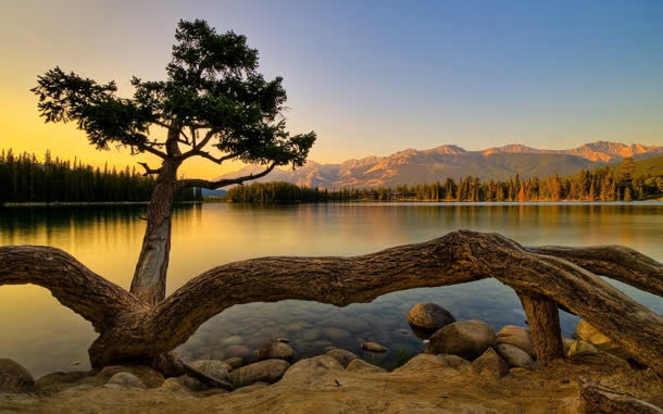 湖边绿树树根夕阳免抠