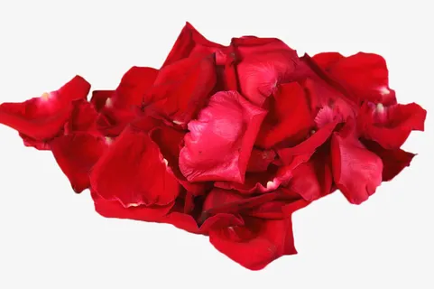 一堆红色玫瑰花瓣免抠 一堆红色玫瑰花瓣免抠