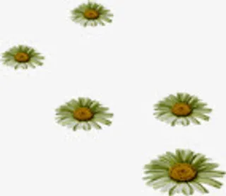 白色清新春天花朵花草免抠