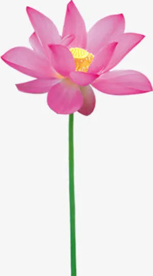 粉色中秋节荷花装饰免抠