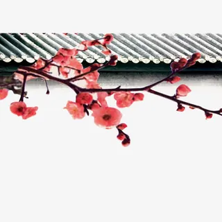 梅花png元素免抠