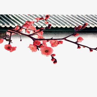 梅花png元素免抠