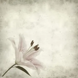 怀旧墙壁与粉百合花朵免抠