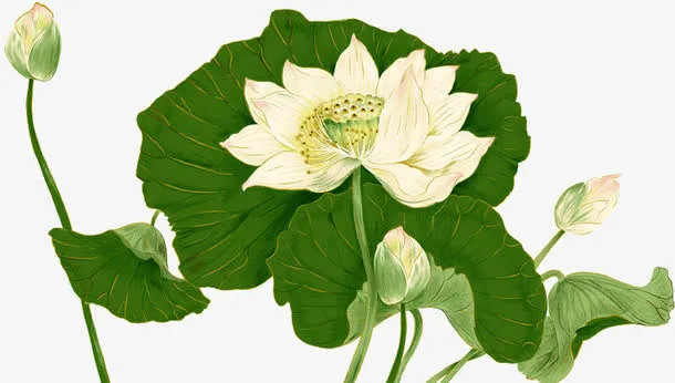 花免抠