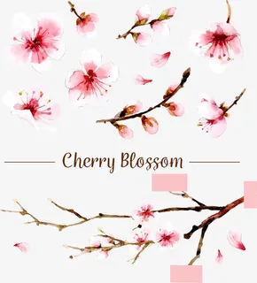 矢量手绘樱花免抠