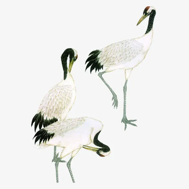 水墨画丹顶鹤三只免抠