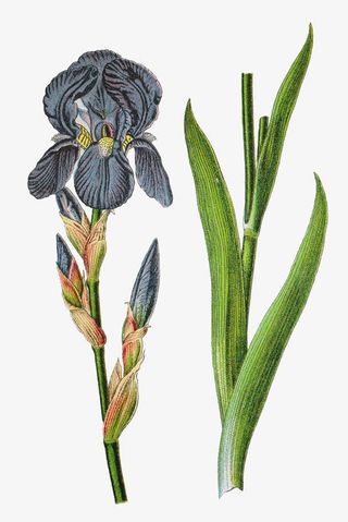 鸢尾科药草插画免抠