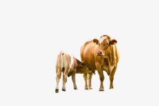 两个黄牛实物图免抠