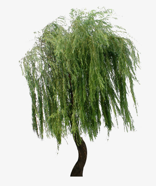 漂亮的垂柳柳树免抠