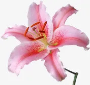 粉色百合花免抠