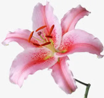 粉色百合花免抠 粉色百合花免抠