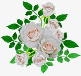 绿叶淡粉盛开月季花朵免抠