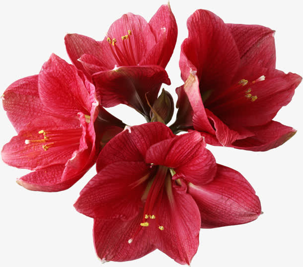 红色花朵 深红花瓣png素材免抠