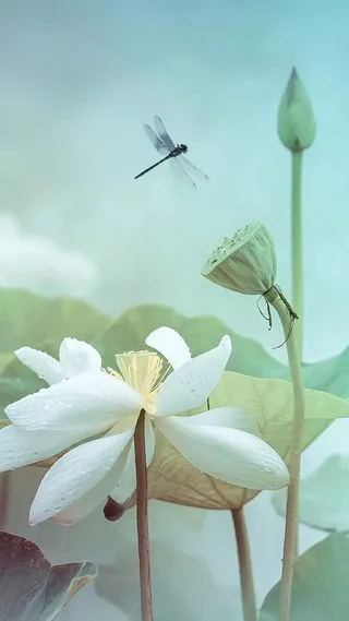 水彩手绘荷花手机端H5背景高清