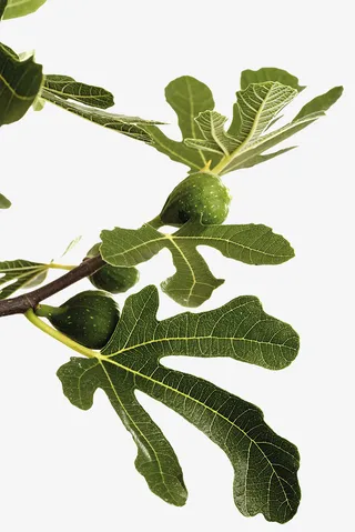 无花果树枝免抠