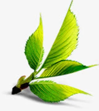 中秋节绿叶高清海报免抠