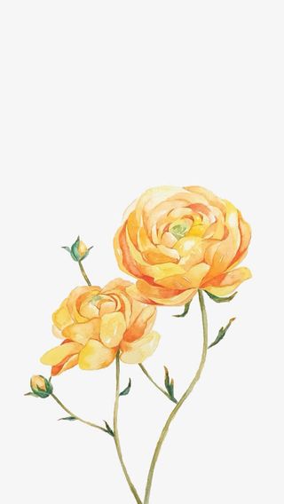 手绘黄色玫瑰免抠