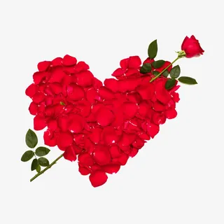 红色的玫瑰免抠