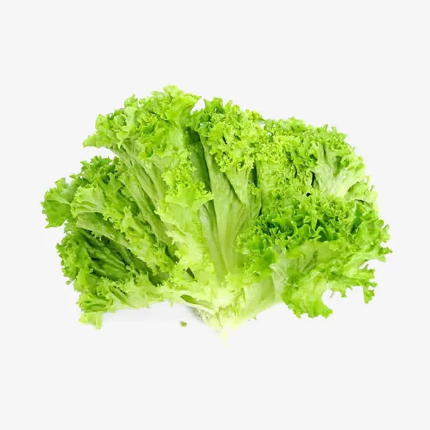 生菜叶素材免抠