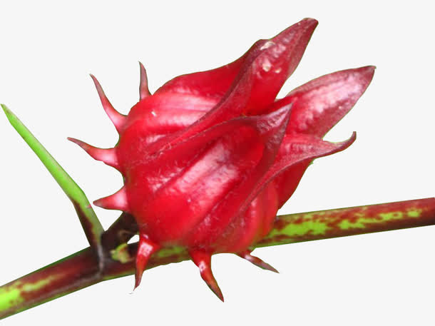 绽放的洛神花图片素材免抠