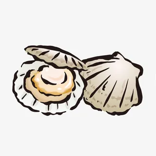手绘简扇贝图案绘画免抠