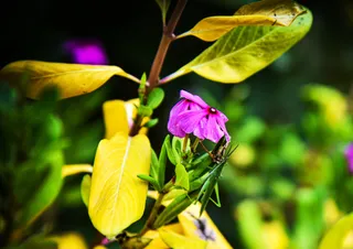 蚂蚱 趴在花朵上免抠