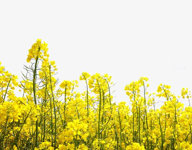 油菜花瓣免抠PNG免抠