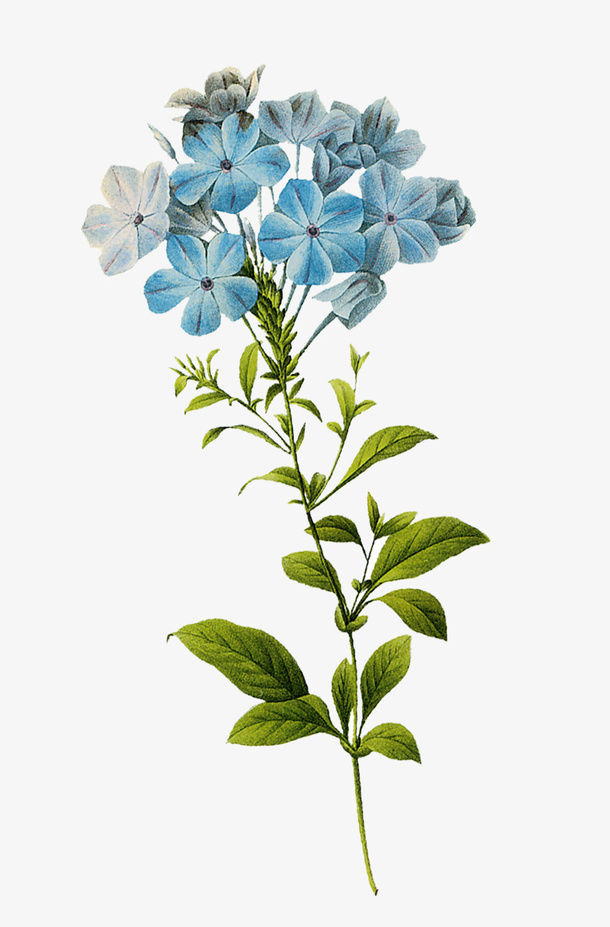 蓝色小花免抠