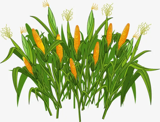 丰收玉米免抠