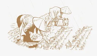 谷雨  插秧 插画免抠背景卡通/手绘元素