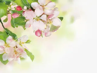 红色桃花高清摄影免抠