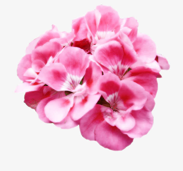 抽象花朵素材花束图片  粉色唯免抠