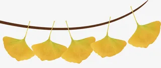 落叶免抠