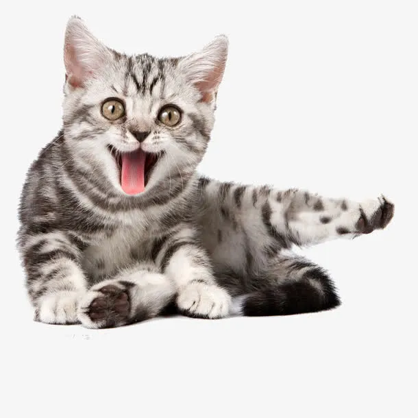 猫咪卖萌免抠
