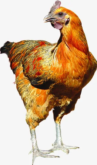 土鸡蛋动物禽类包装免抠